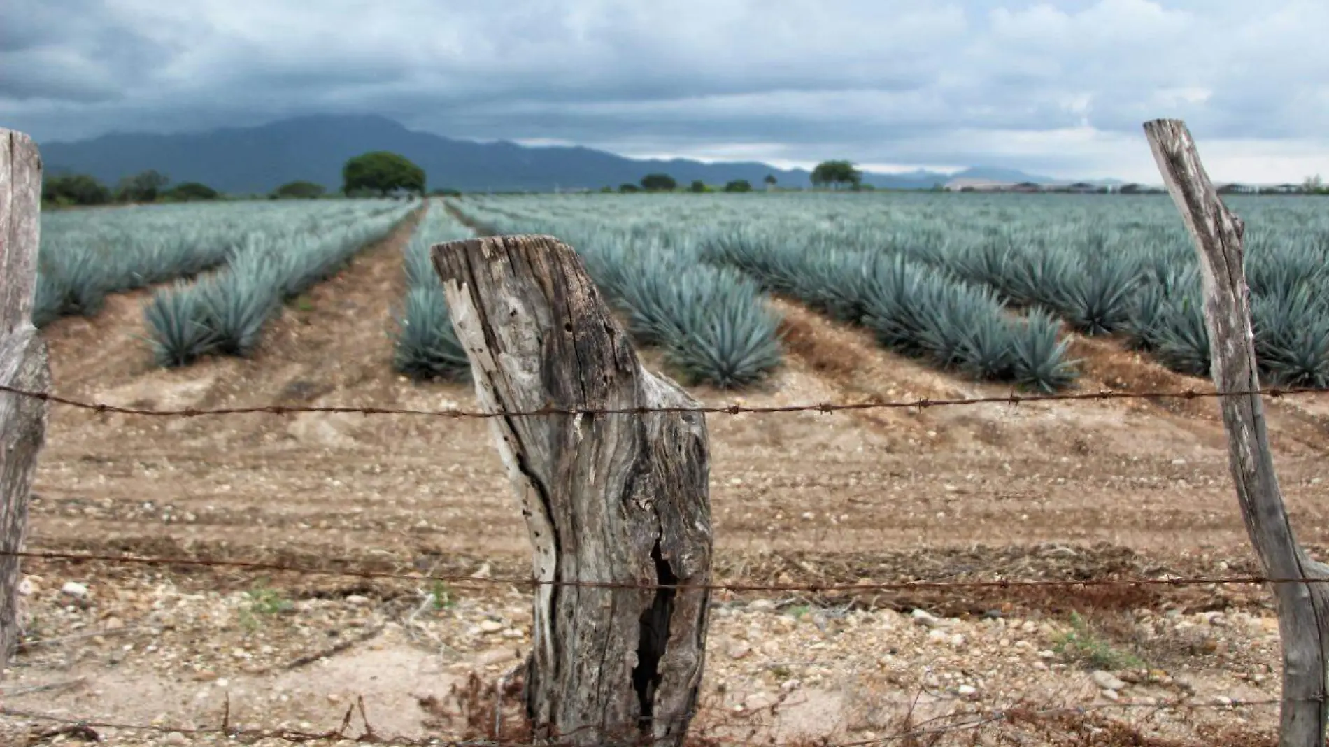 corredor-turistico-de-agave